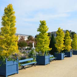 Ginkgo biloba fastigiata